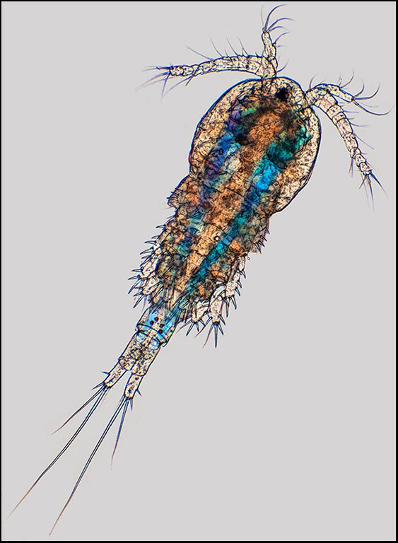 17iii21 copepod polarized.jpg