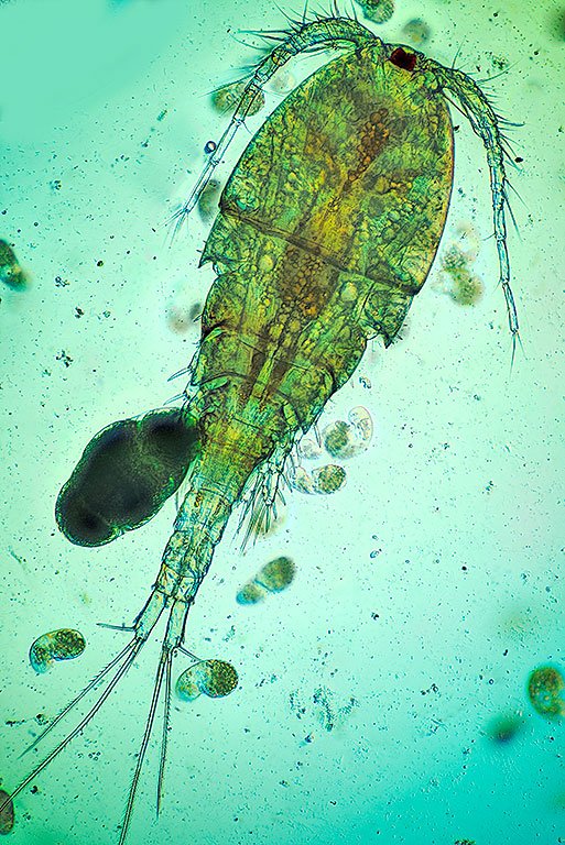 17iii21 copepod DIC.jpg