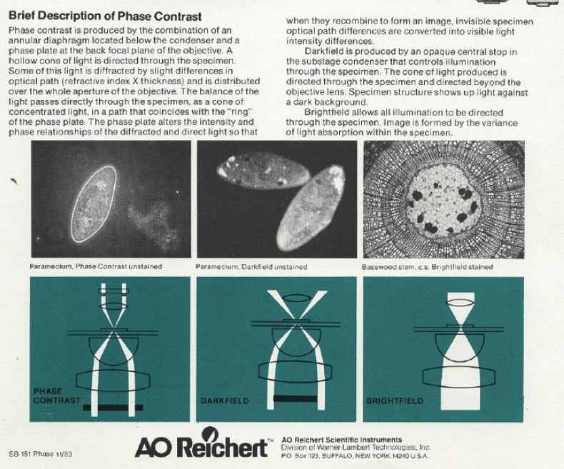 Phase contrast pt 2.JPG