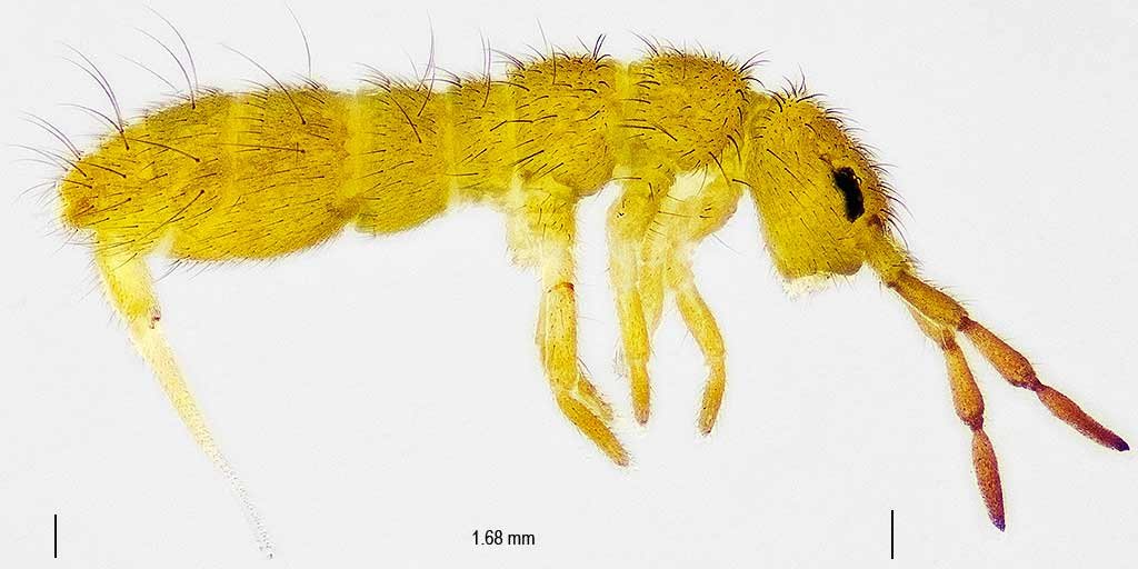 31iii21 springtail.jpg