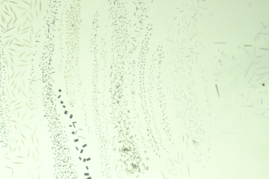 Diatoms Right.jpg