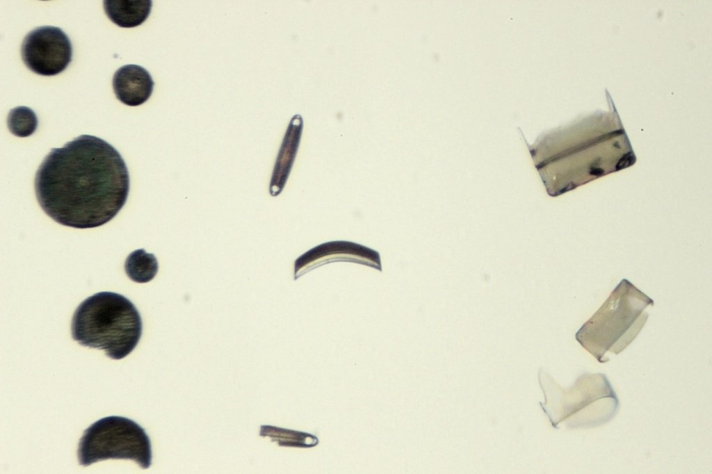 Spain Diatoms1.jpg