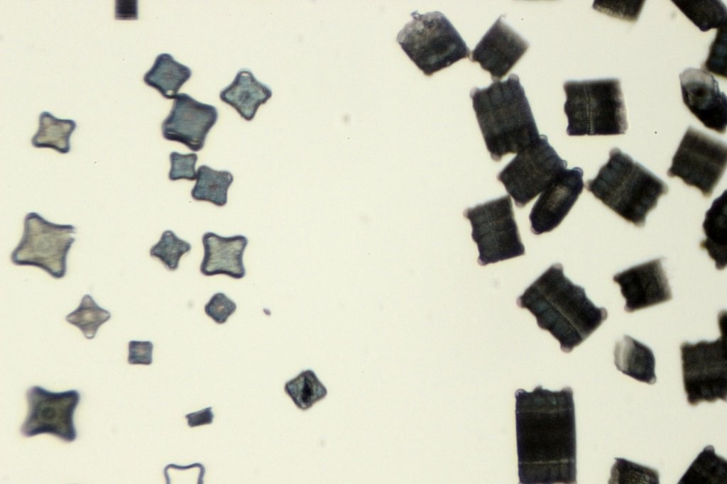 Spain Diatoms2.jpg