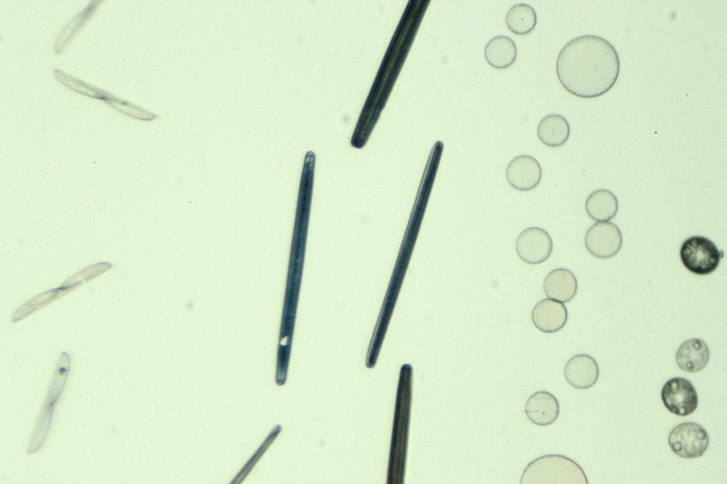 Spain Diatoms3.jpg