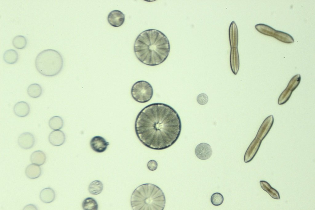 Spain Diatoms4.jpg