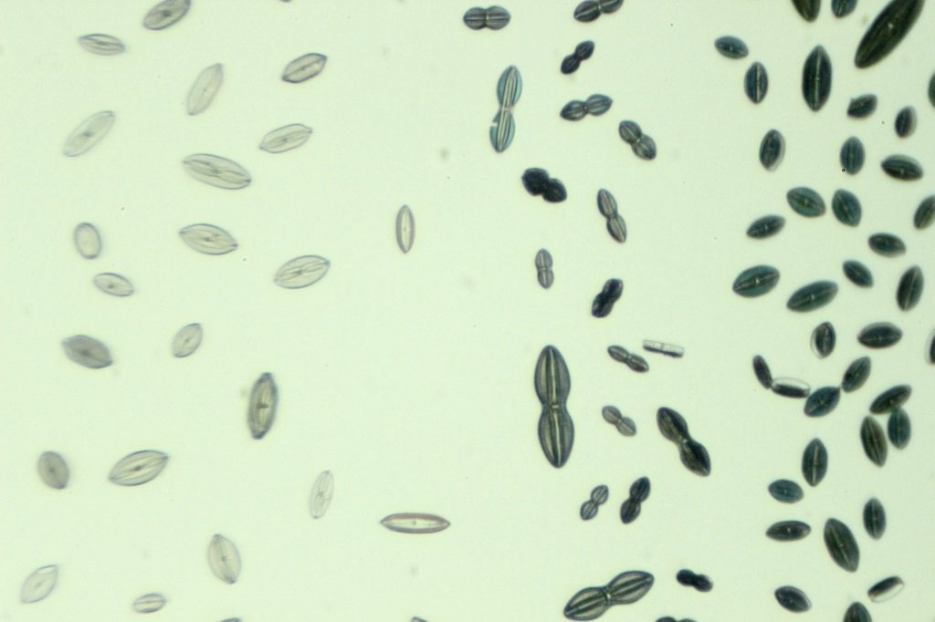 Spain Diatoms5.jpg