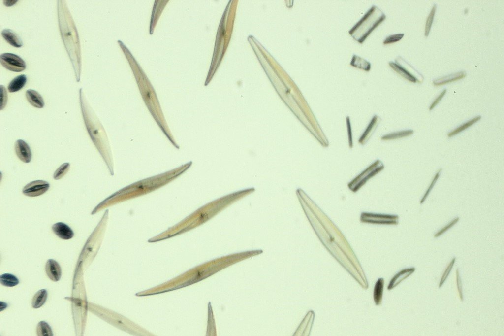 Spain Diatoms6.jpg