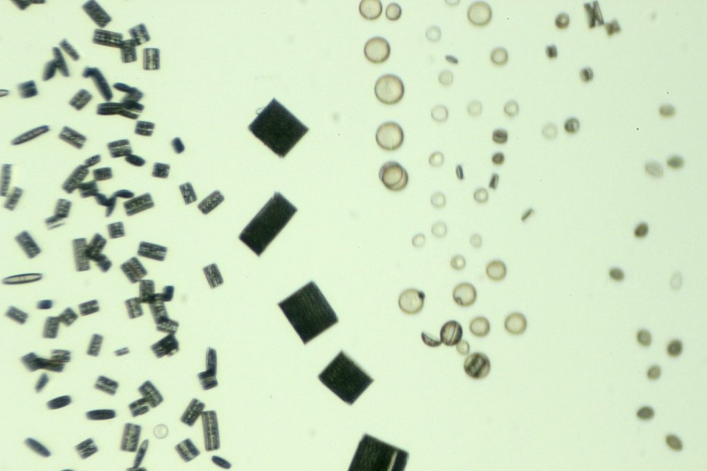 Spain Diatoms7.jpg