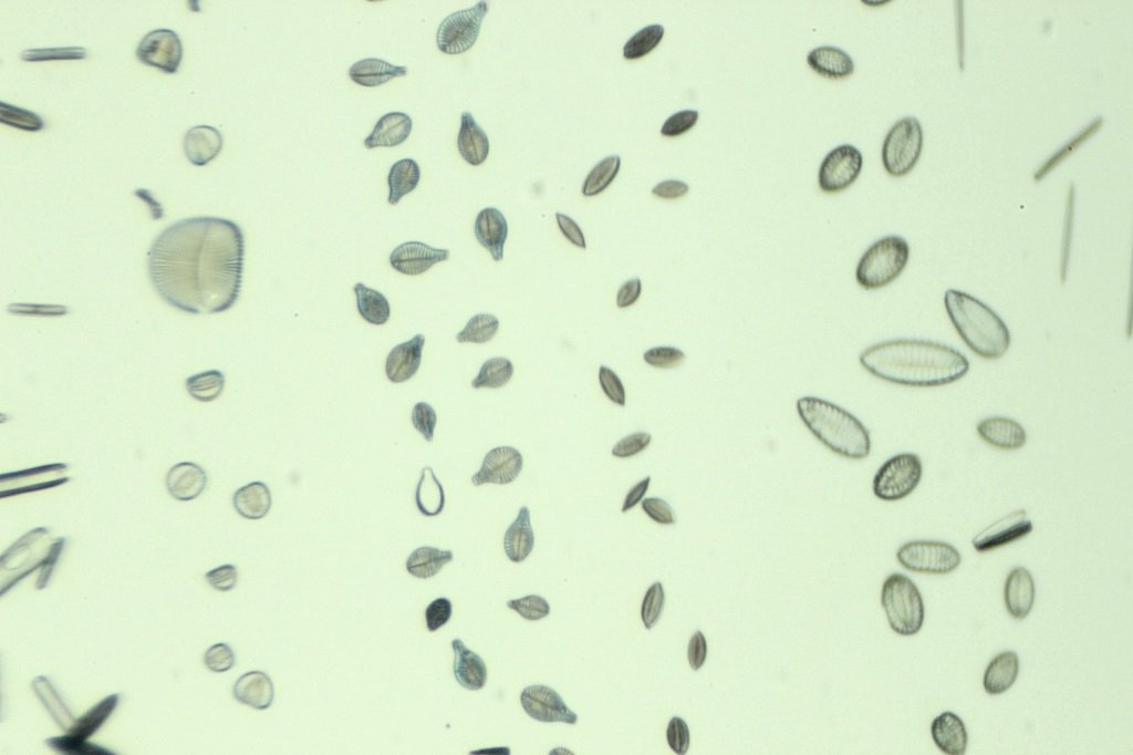 Spain Diatoms8.jpg