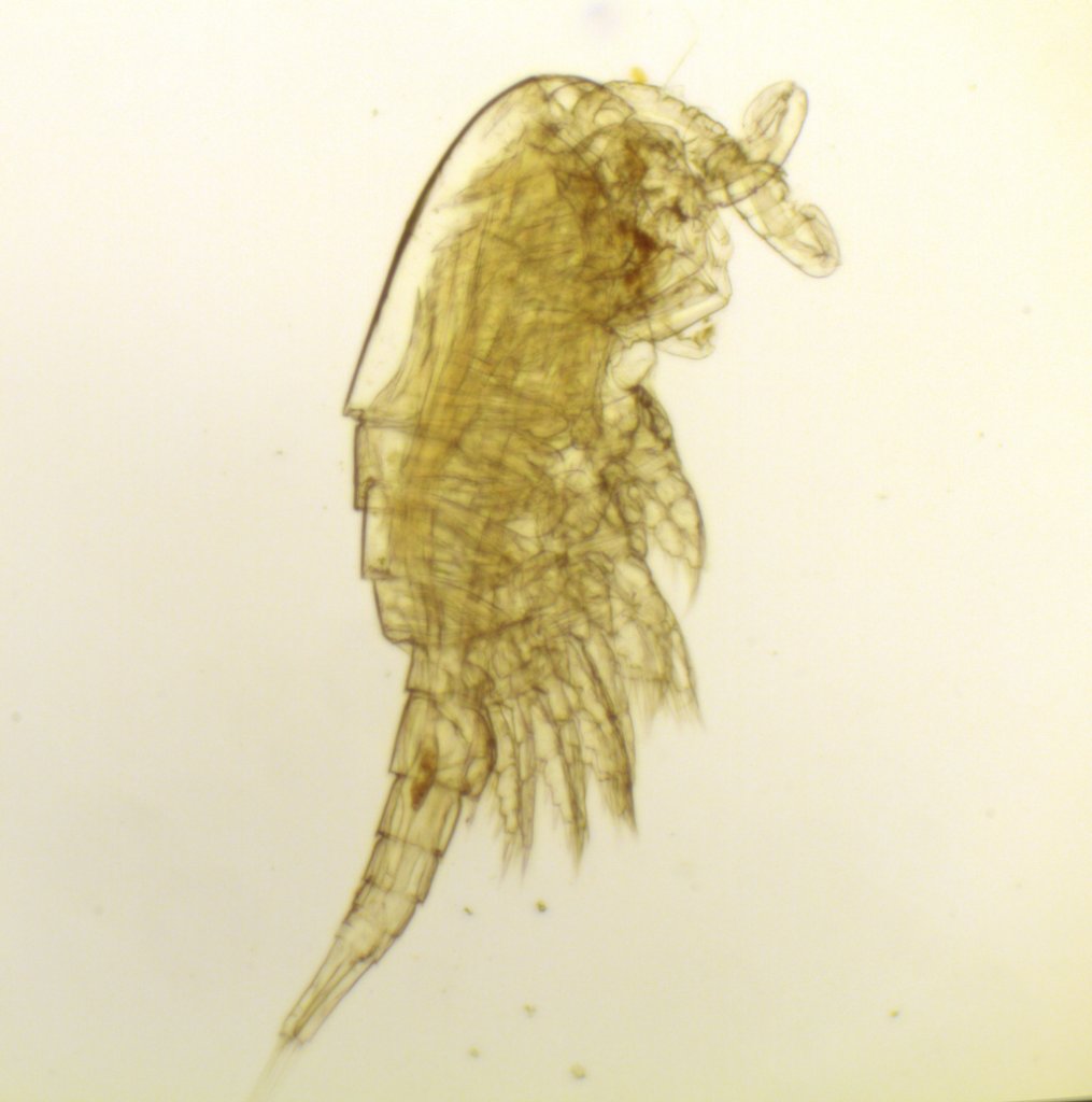 copepod_s.jpg