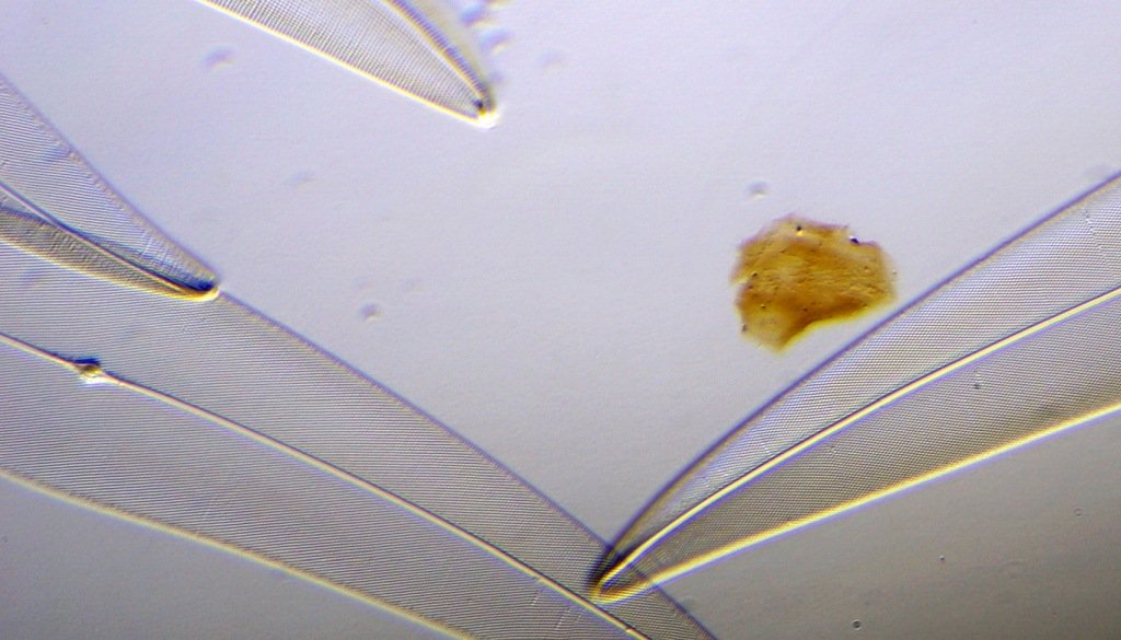 Diatomeen Planapo25 schiefe Beleuchtung 6mm Anhebung DSC03737 1024 left half image.jpg