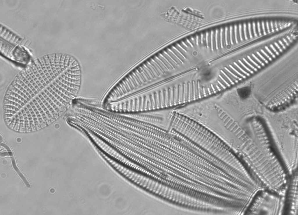 F100 Med Diatom _Crop41pc_00027.jpg