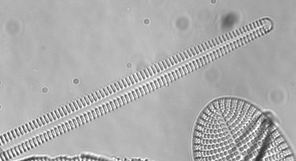 F100 Med Diatom _Crop61pc_00021.jpg