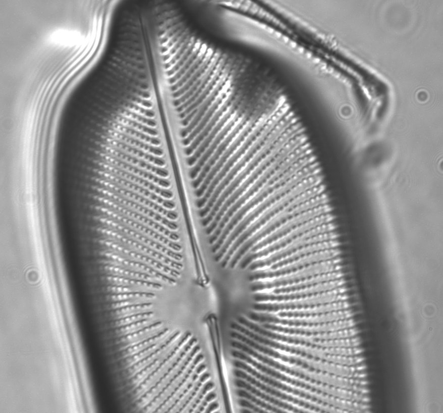 F100 Med Diatom _Crop_50pc_00010.jpg