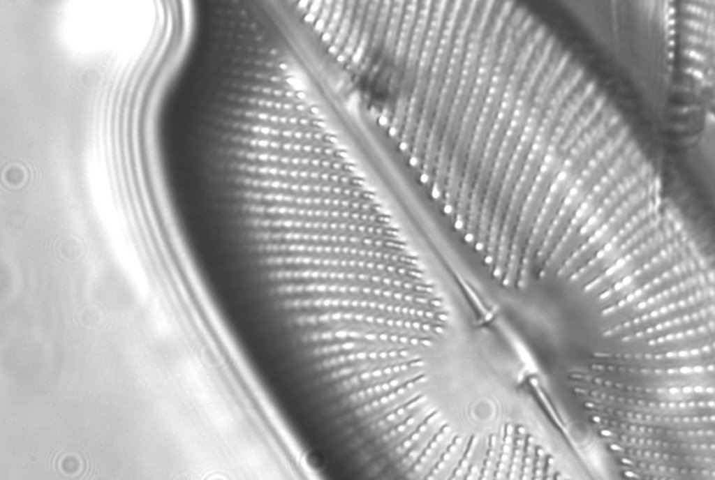 F100 Med Diatom _Crop70pc.jpg