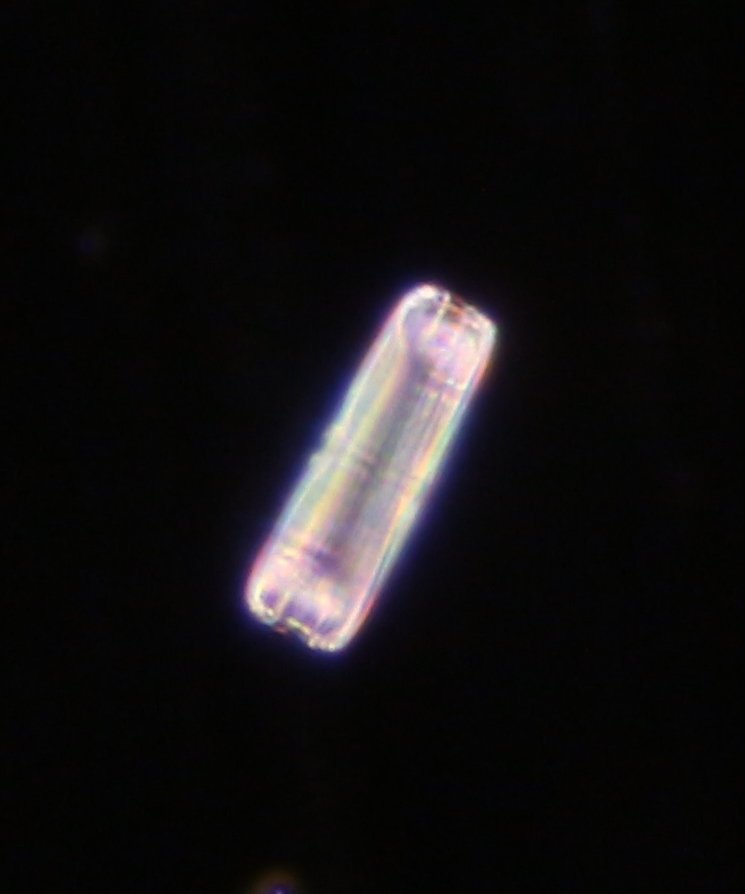 4) Cropped diatom.jpg