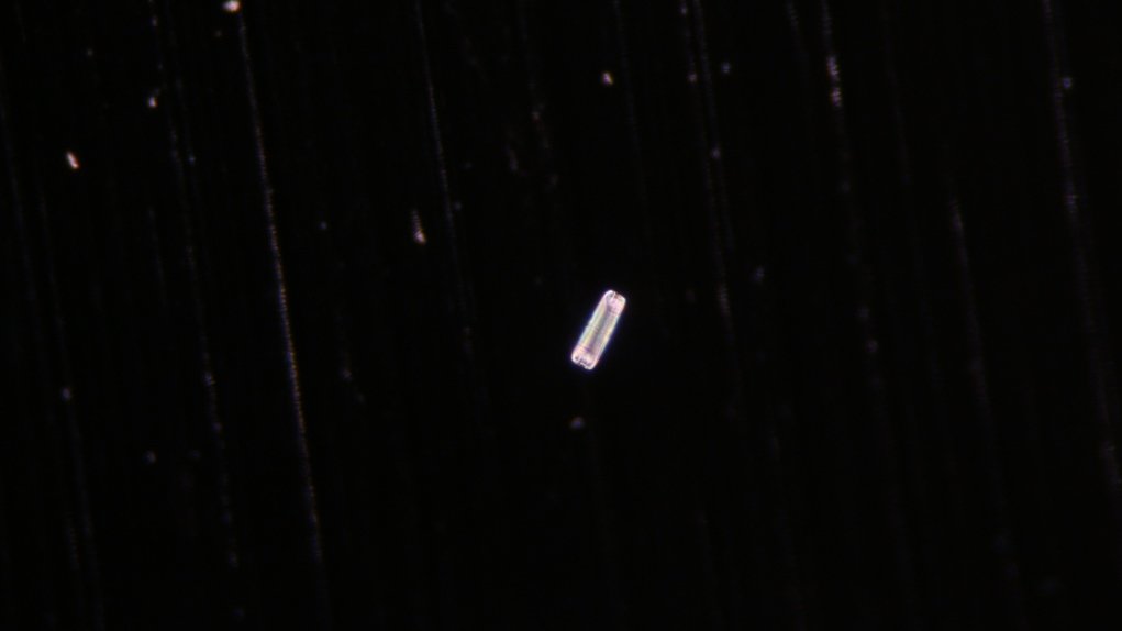 3) Resized diatom.jpg