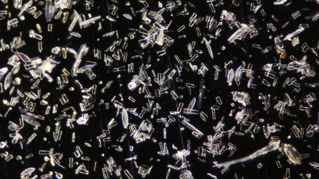 2) Diatom keeper black slide 2.JPG
