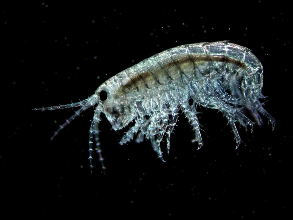 2019-07-17 2 week old Lake Byllesby, amphipods, 2,5-20X including #1742 10 Ph (4).jpg