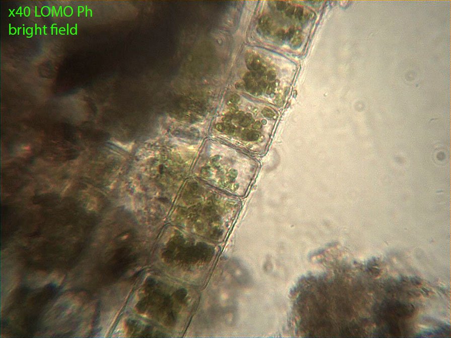 28 avril 21 algae BF.jpg