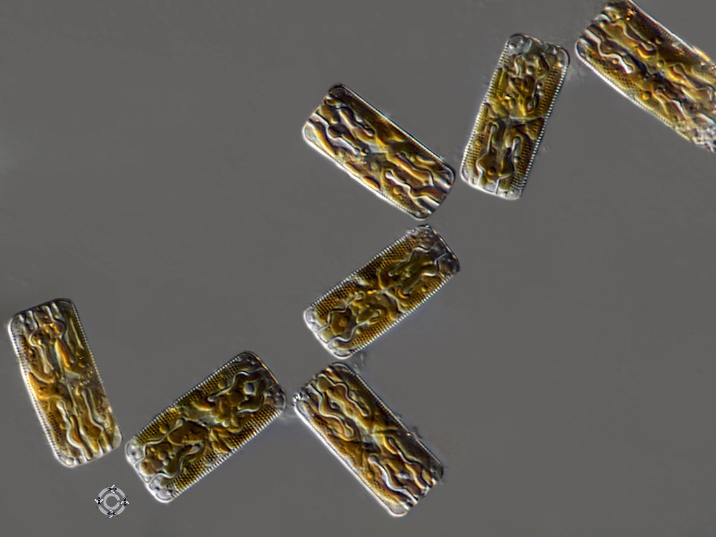 Grammatophora oceanica (22µm).jpg