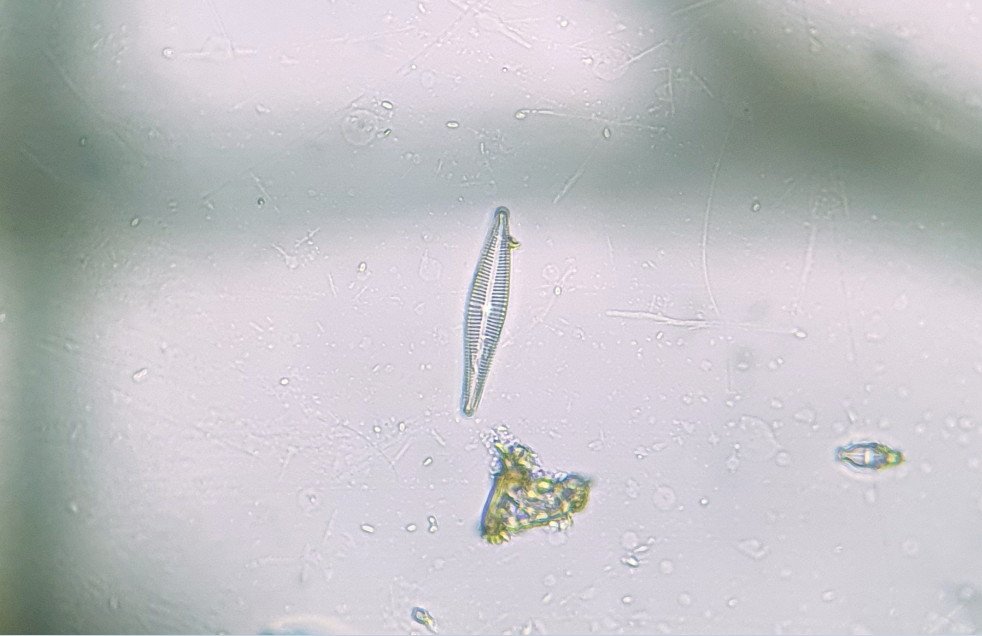 Diatom 04.jpg