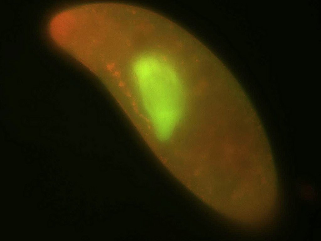 paramecia 3.jpg