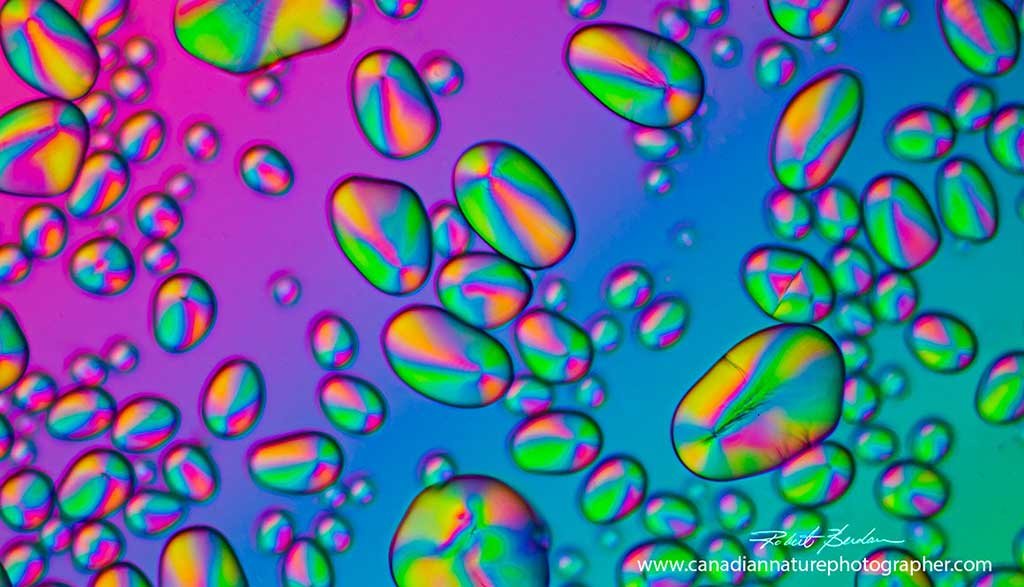 Potato starch grains polarized light