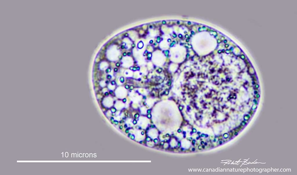 Yeast cell Phase contrast 1000X