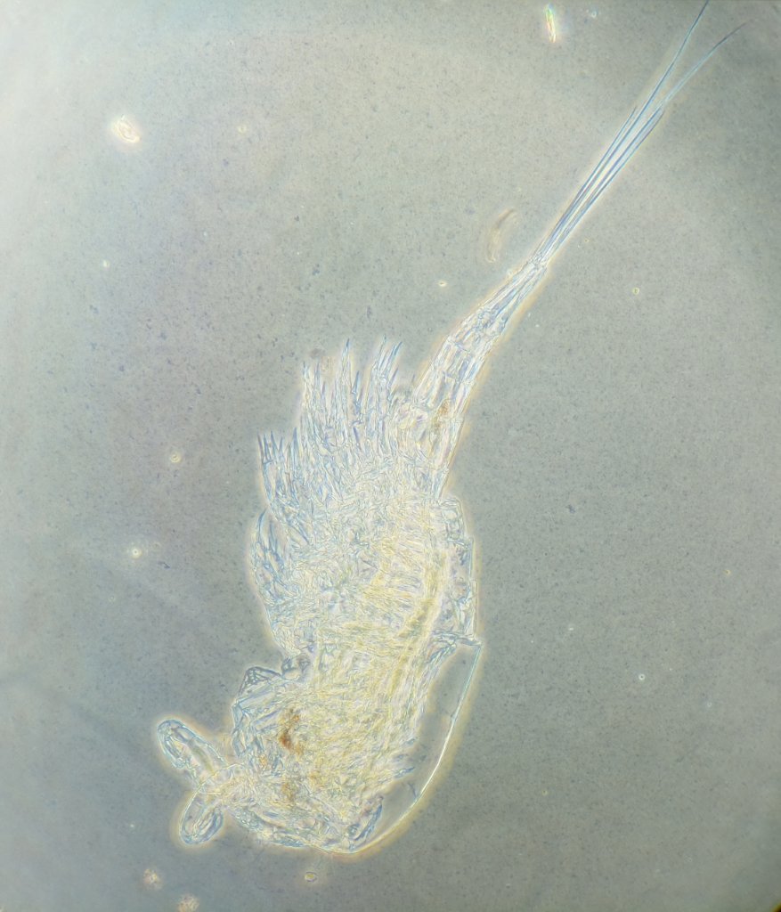 copepod_ao150.jpg