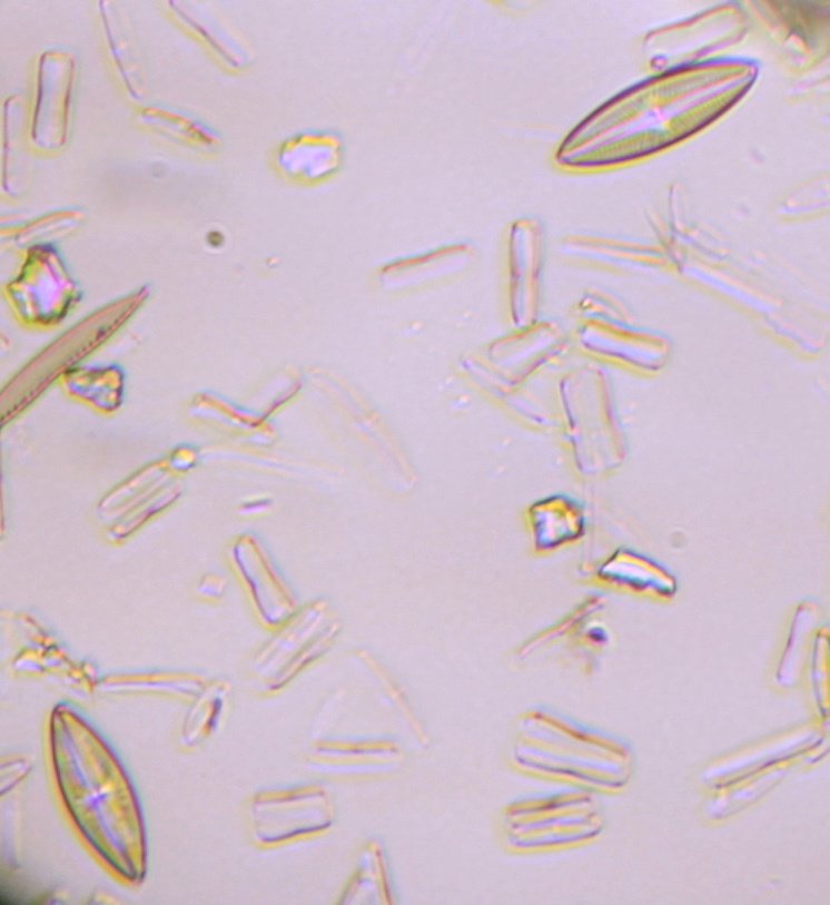 Diatoms_011278pc.jpg