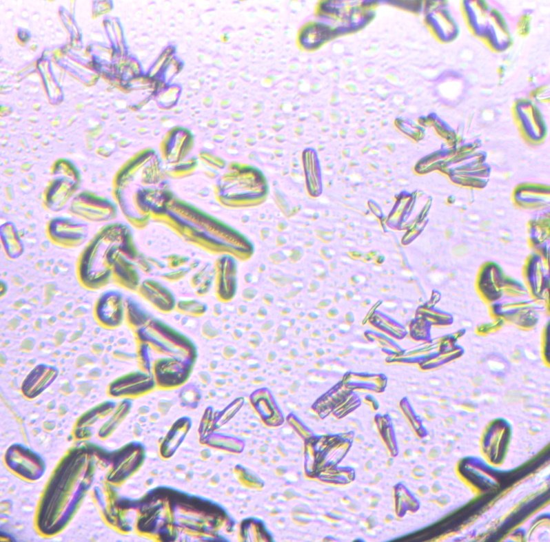 Diatoms49pc_0109.jpg