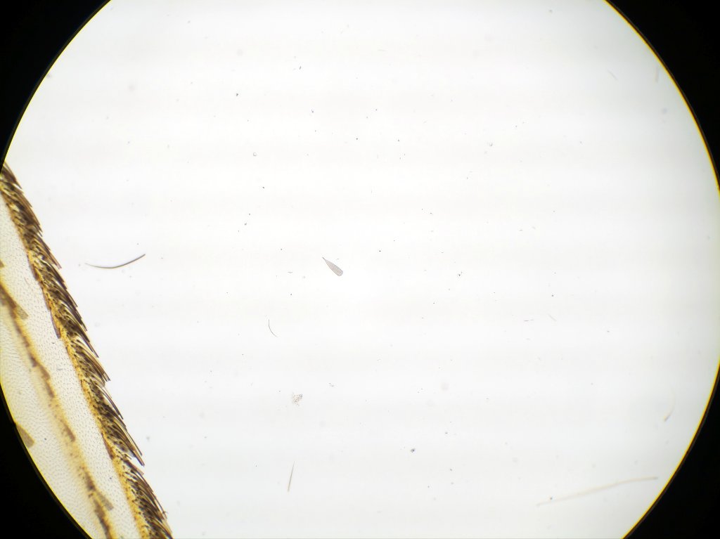 210522_Aedes_scale_ao10_10x.jpg