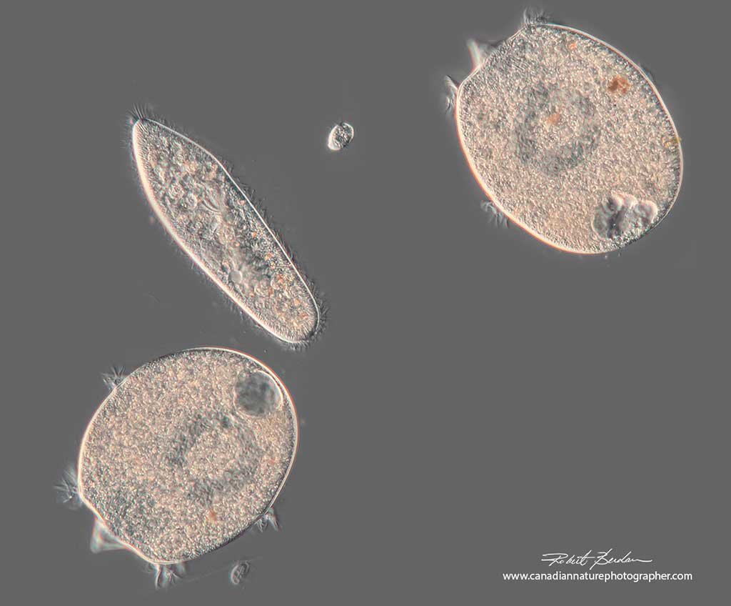 Paramecium swims between Didinium