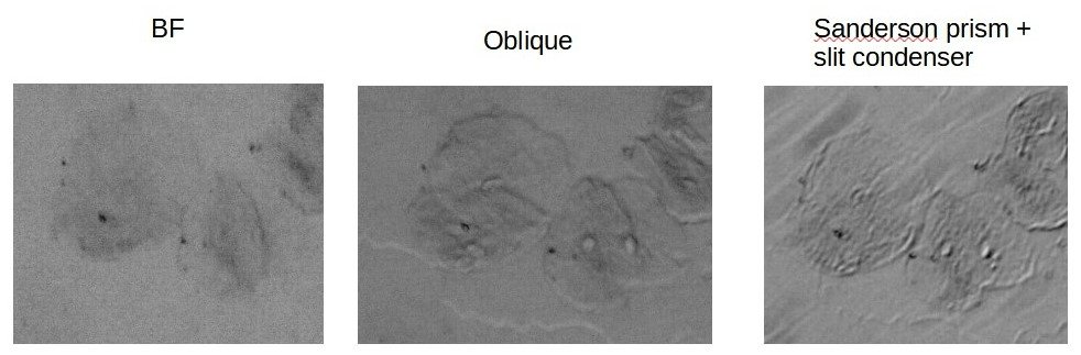 cheek_cells_test.jpg