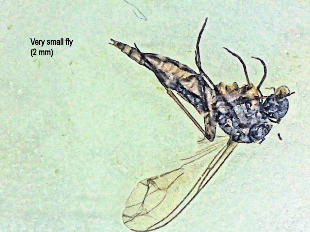 small fly.jpg