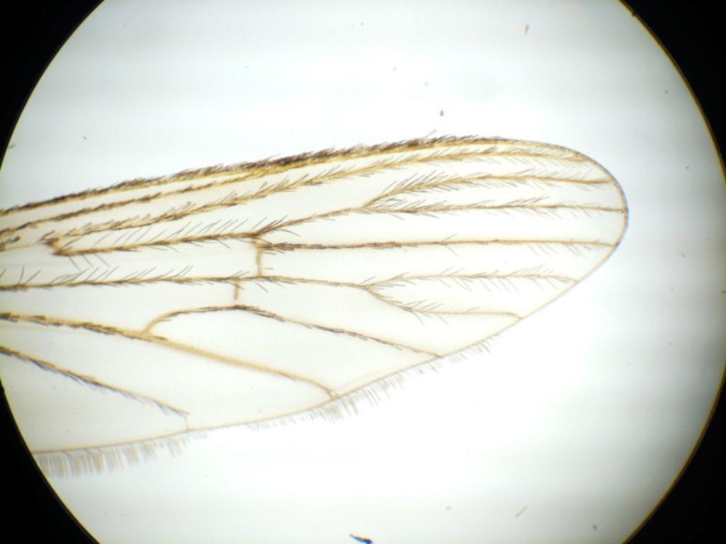 mosquito_wing_4x.jpg