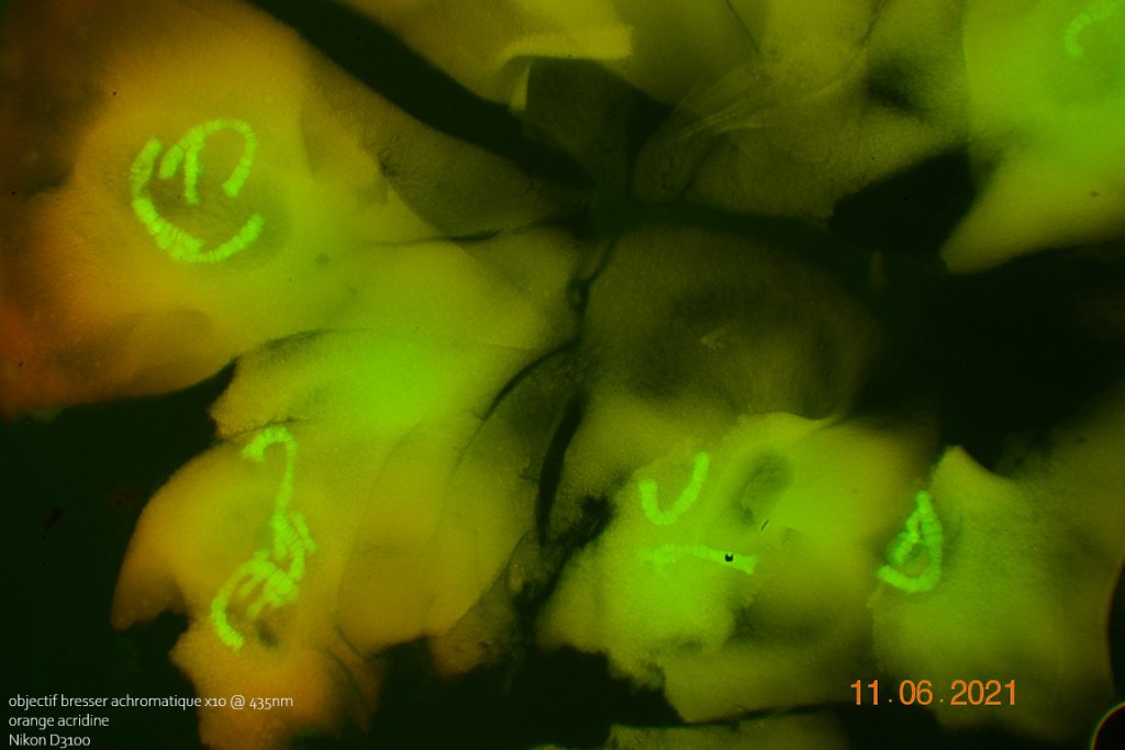 11 juin 21 chromosomes chironomes x10.jpg