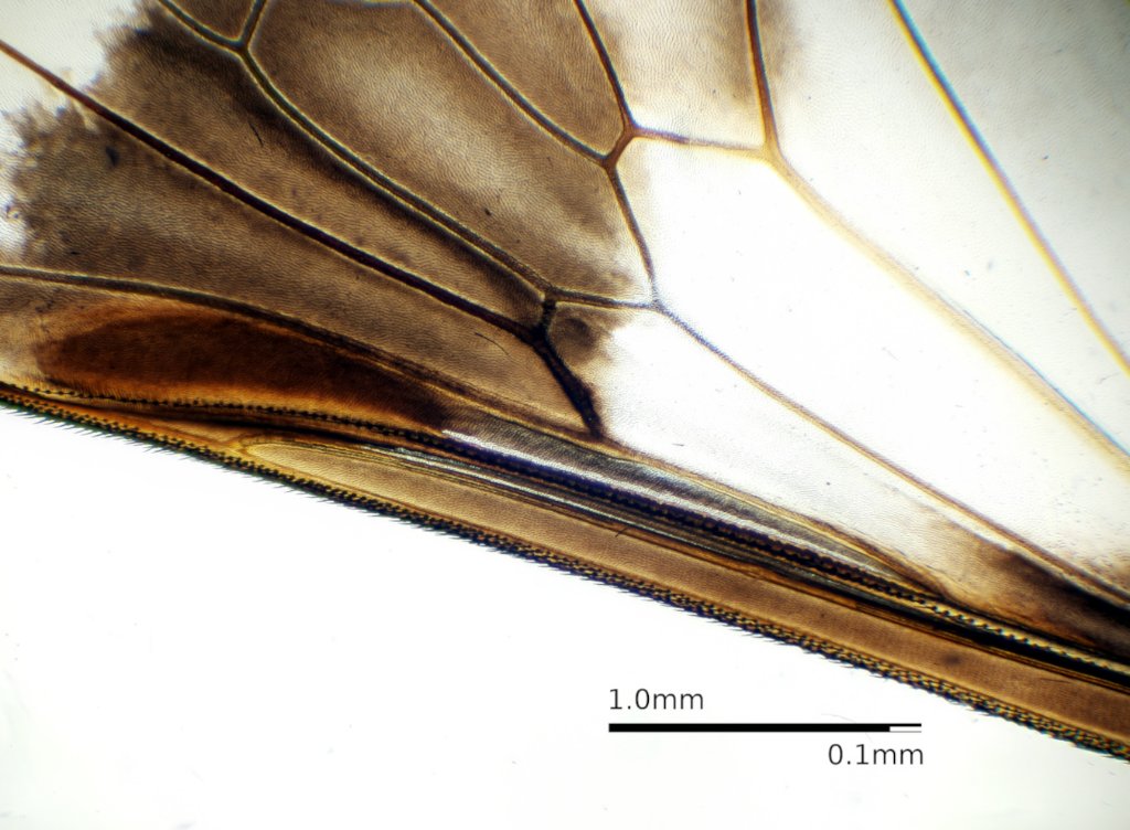 Chrysops_wing_4x.jpg