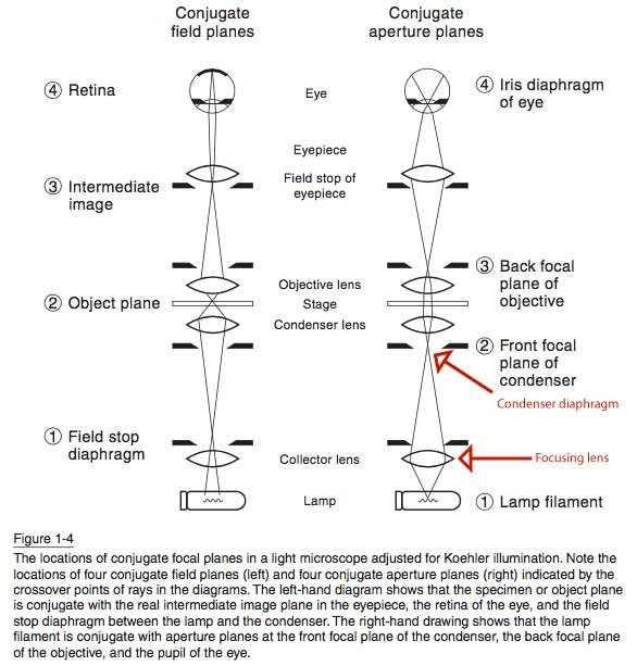 Köhler-illumination.jpg