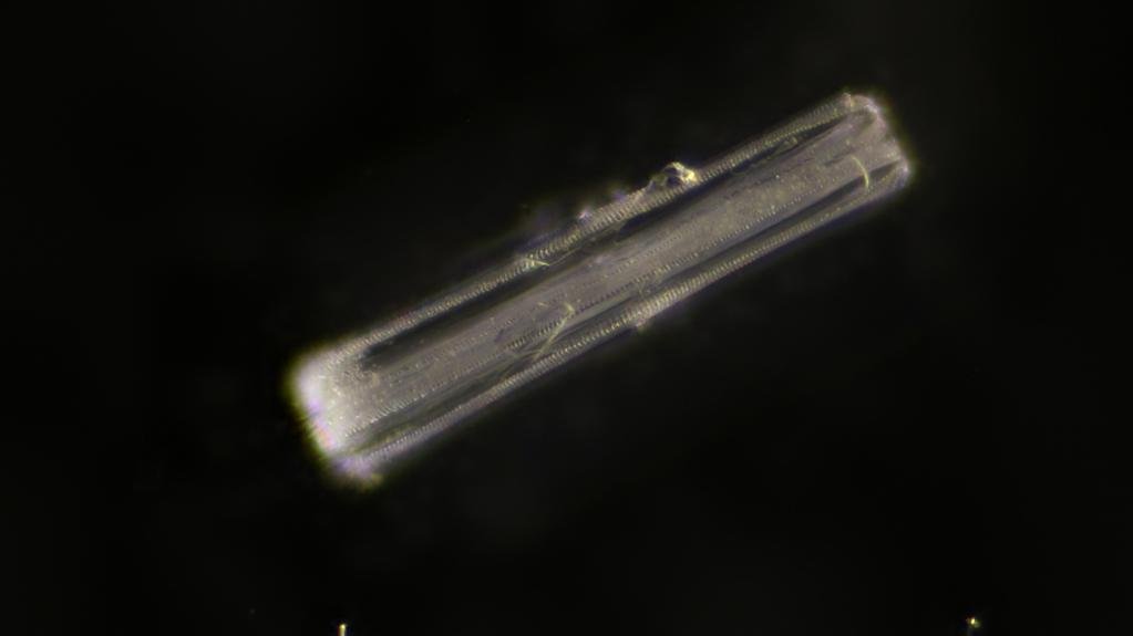 Pinnularia 240um (girdle view) in air, 25X0.45 Oblique DF, stack of 3.jpg