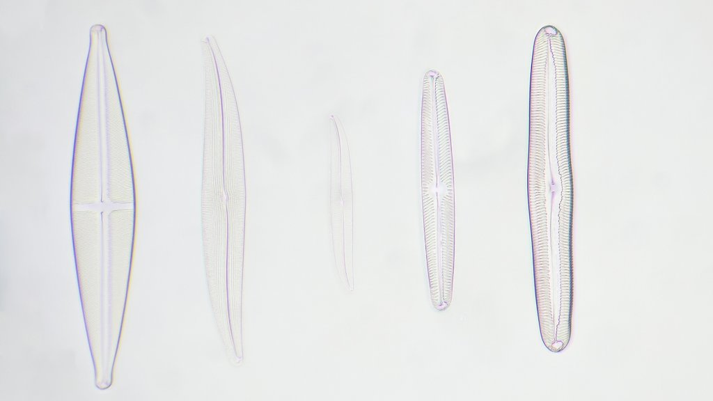 diatoms.jpg