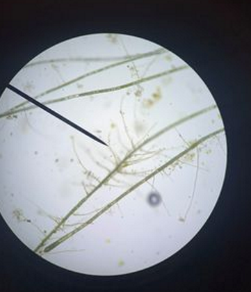 algae 1.2.png