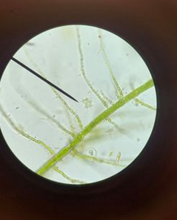 algae 1.3.png