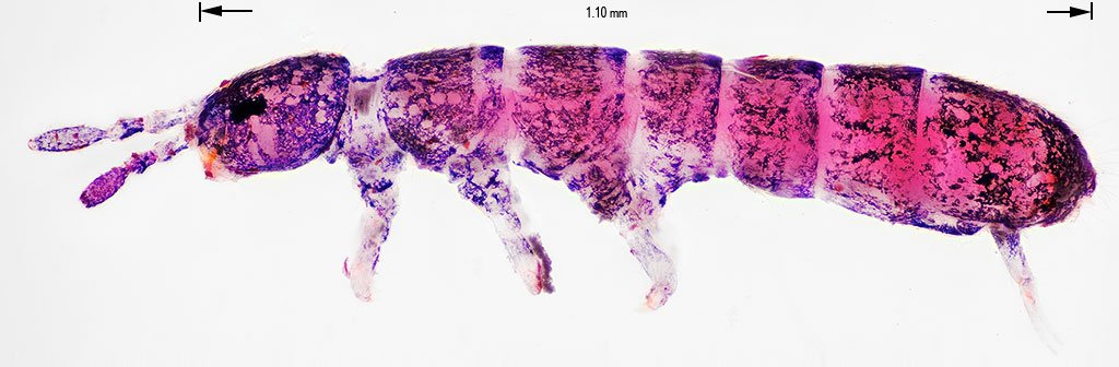 6x21 springtail.jpg