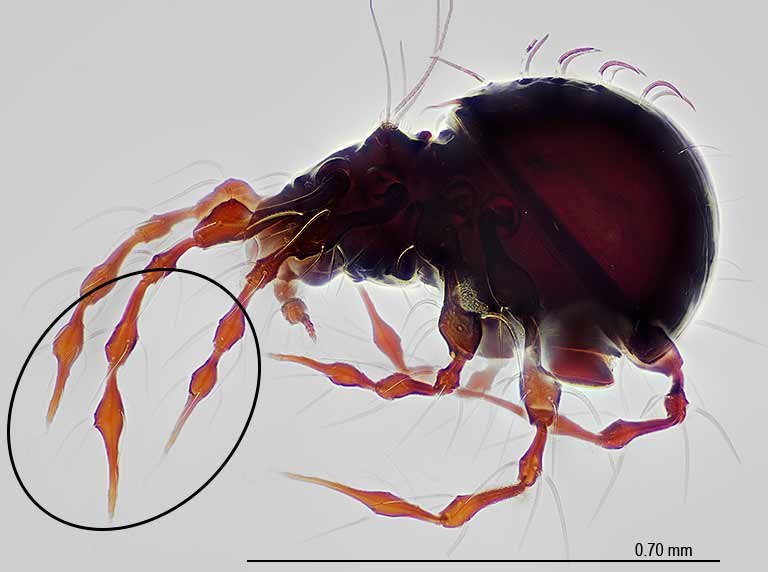 polarized mite 29x21.jpg