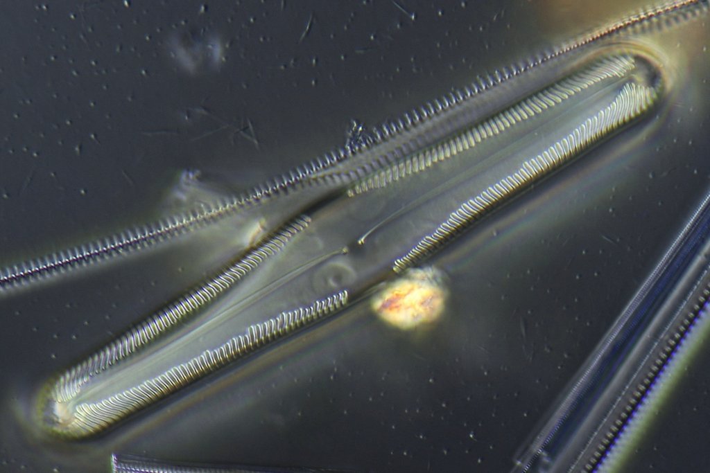 Diatom: Pinnularia parvulissima?