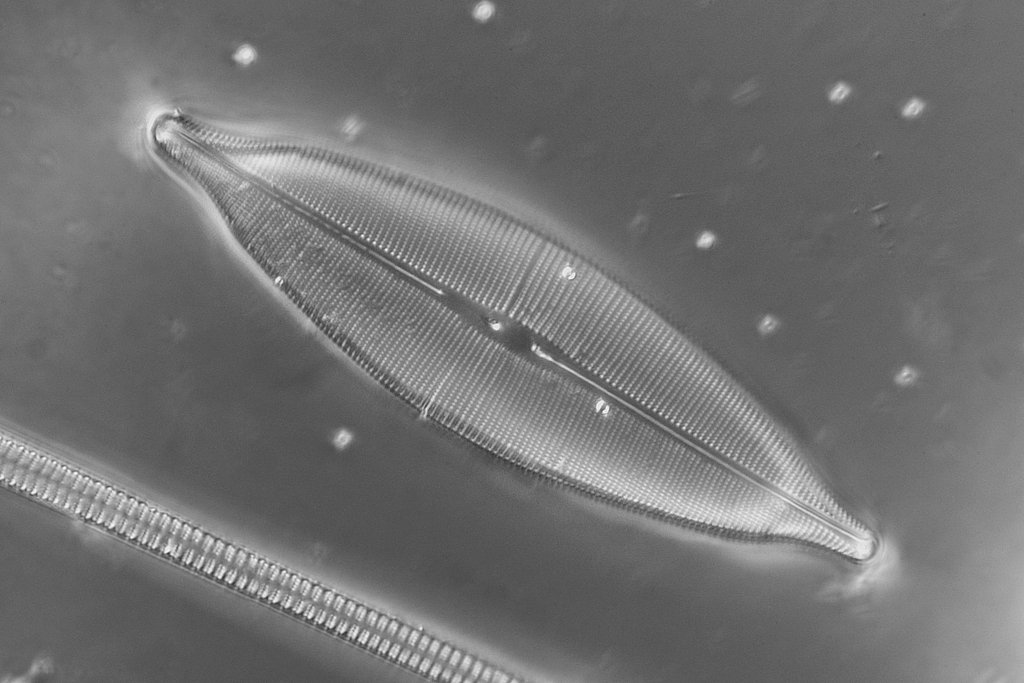 Diatom: Craticula ambigua