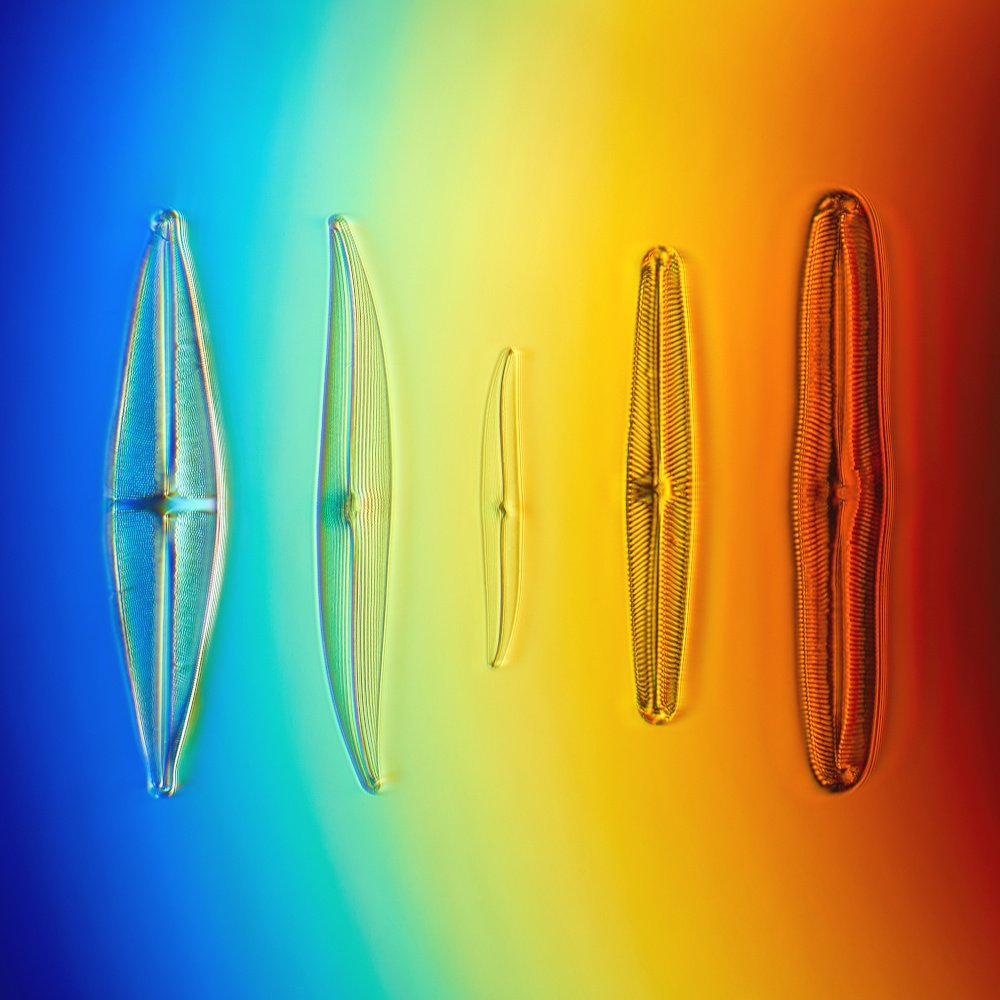 rainbow diatoms sq sm.jpg