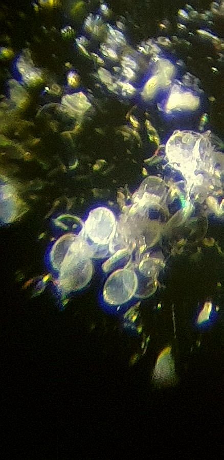 4) Open diatom pile on a dark slide in air.jpg